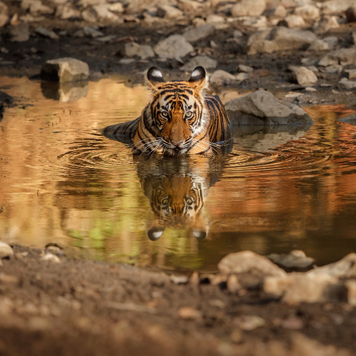 Tigers & Water Security Of India: The Crucial Link