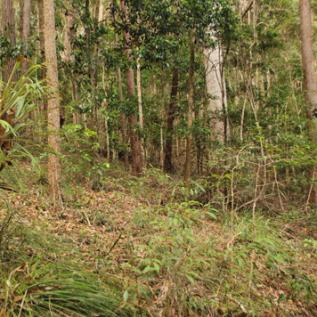 Sacred Groves : Indigenous Conservation Of Biodiversity