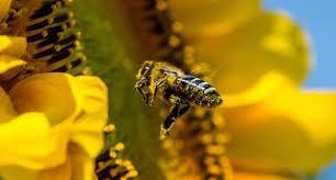 Impacts Of Invasive Alien Species On Honey Bees
