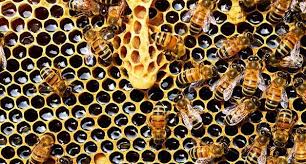 Plan ‘Bee’ : Beehive Fences !